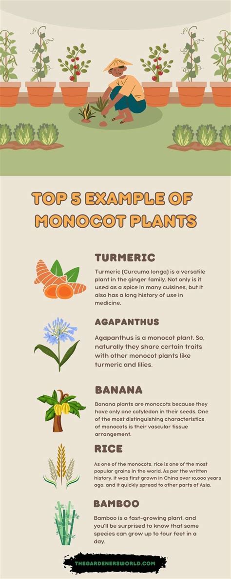 A Comprehensive List Of Monocot Plants For Tree Lovers (With Pictures) - The Gardeners World