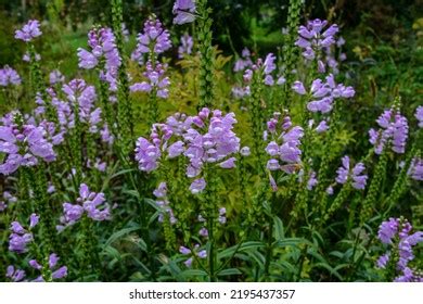 Obedient Plant Physostegia Virginiana Called Obedience Stock Photo ...