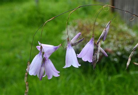 Dierama pendulum | Bulbous plants, Plant life, National botanical gardens