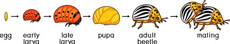 Life Cycle Of Colorado Potato Beetle Or Leptinotarsa Decemlineata Sequence Of Stages Of ...