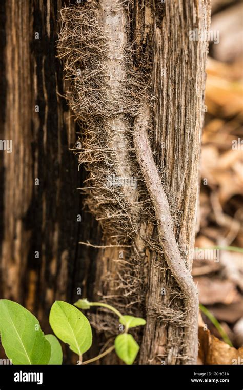 Poison Ivy vine climbing up a tree trunk Stock Photo - Alamy