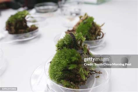 Firefly Larvae Photos and Premium High Res Pictures - Getty Images