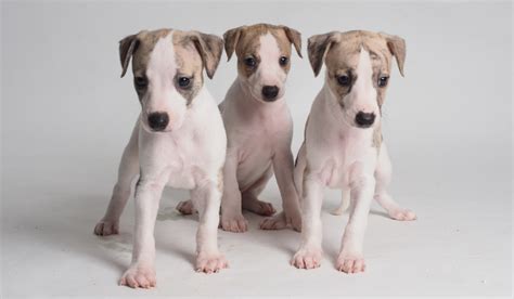 6 Reasons Why Whippet Puppies Are the Best!