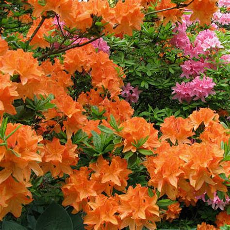 1 X ORANGE AZALEA JAPANESE EVERGREEN SHRUB HARDY GARDEN PLANT IN POT | eBay