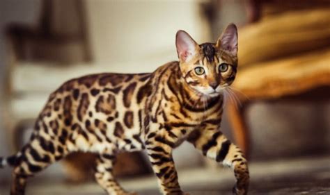 How Much Does a Bengal Cat Cost? Updated Price in 2024