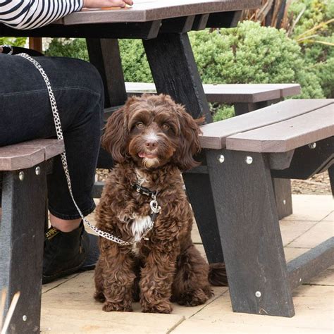 The Dog & Duck in Shardlow Derby - Pub & Restaurant