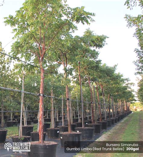 Gumbo Limbo Tree for Sale - Bursera Simaruba | Treeworld Wholesale