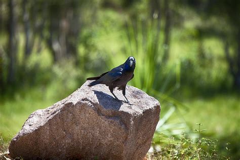 Raven Rock Photograph by Douglas Barnard