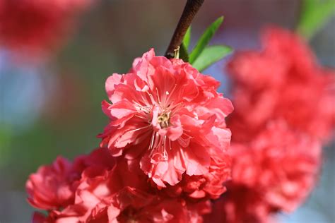 Red Flowering Peach - E_RA0105 | Carnival of Flowers 2020 La… | Flickr