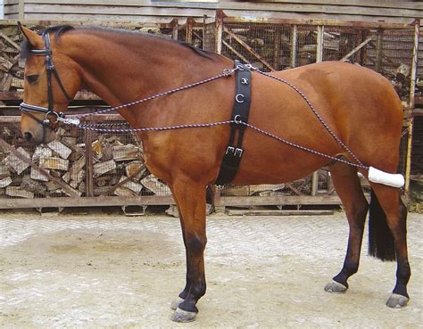 Harry's Horse Lunging System