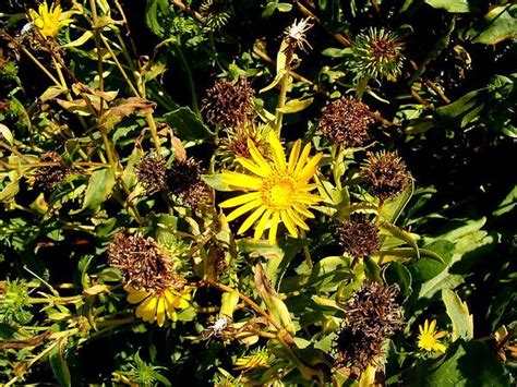 Search for grindelia | Sagebud | Grow Your Garden | Plant a Tree | Pot a Flower | Sow a Seed