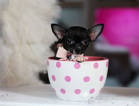 Adorable Teacup Chihuahua for Adoption