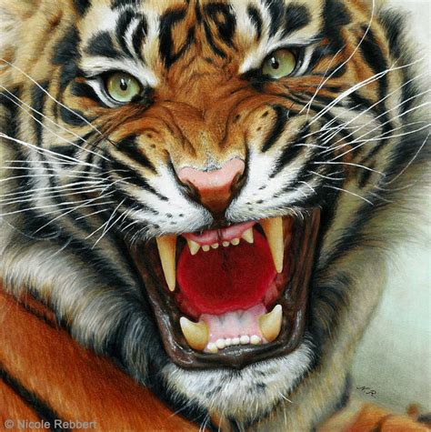 Tiger (drawing) by Quelchii on DeviantArt