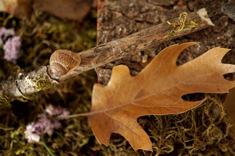 How to Make a Snail Habitat - Woodlark Blog