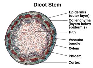 Difference between Dicot and Monocot Stem