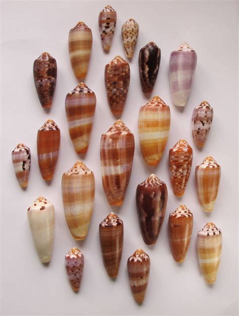 236 best images about Sea shells on Pinterest | Conch shells, Helmets and Sea shells