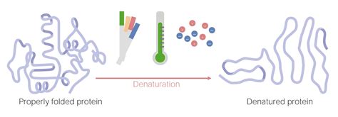 19 Astounding Facts About Denaturation - Facts.net