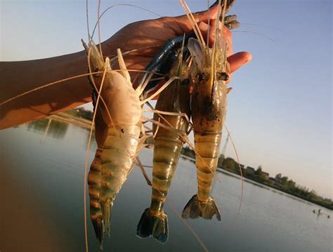 Freshwater Prawn Farming