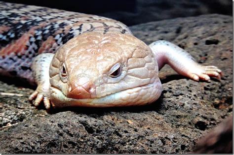 Blue-Tongued Skink - Honolulu Zoo Society