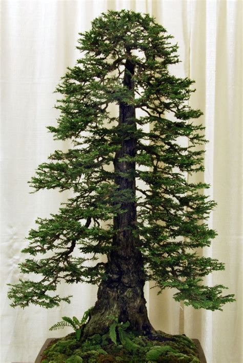 redwood | Bonsai tree, Redwood bonsai, Bonsai styles