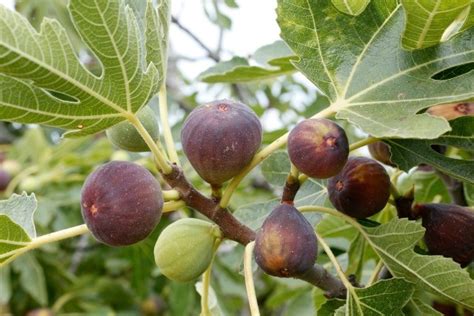 Growing Figs | ThriftyFun