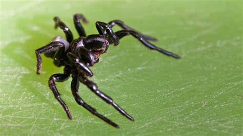 Northern mouse spiders on the move after Central Australia rain | NT News