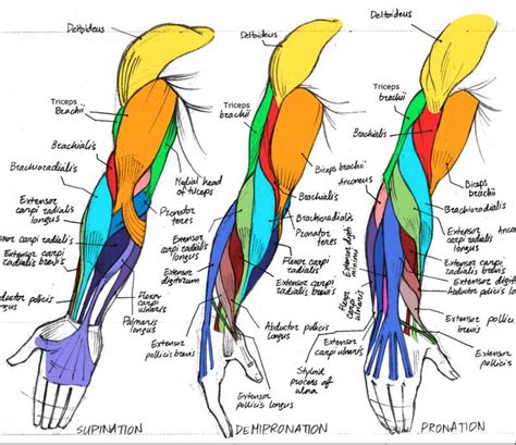 Pin de M T en Anatomy | Anatomia humana musculos, Anatomía del esqueleto, Anatomía del esqueleto ...