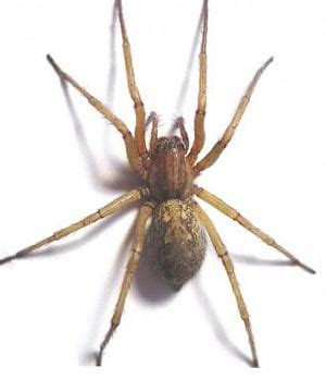 Giant House Spider Vs Hobo Spider: What's the Difference? - Classic Pest Control & Insulation