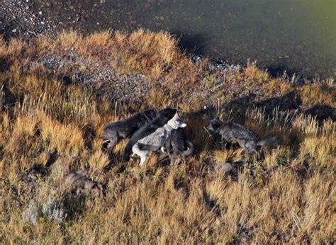 Yellowstone Wolf: Tracking the Packs