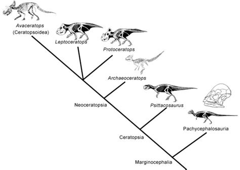 GEOL 104 Lecture 18: Marginocephalia: That's using your head!