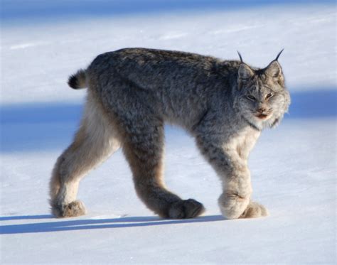 Lawsuit Launched to Protect Rare Lynx From Traps in Idaho | The Wildlife News