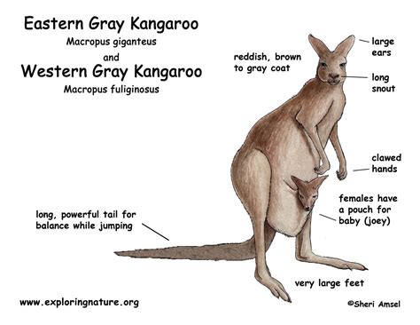 Anatomy Of Kangaroo - Anatomical Charts & Posters