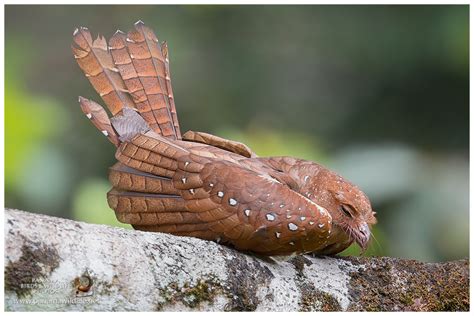 Featured Family: The Oilbird (Steatornithidae)