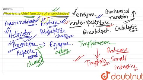 [Bengali Solution] What is the chief function of enterokinase?