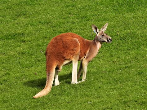 Red Kangaroo | Blackpool Zoo