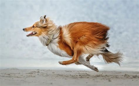 How Fast Can A Dog Run? Average Dog Speed, Fastest Breeds & More - Petsynse