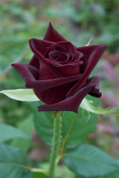 Black Baccara | Beautiful roses, Beautiful rose flowers, Hybrid tea roses