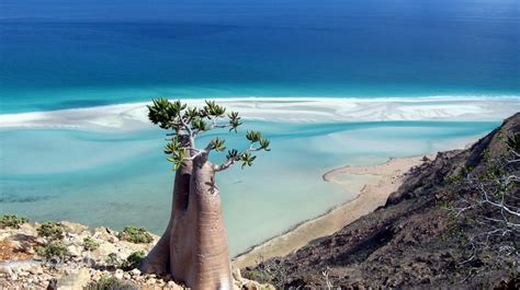 Things To Do in Alien-Looking Place on Earth Socotra Island | Found The ...