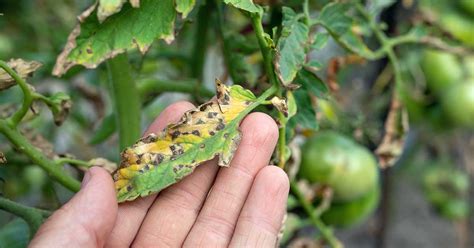 Identify and Treat Septoria Leaf Spot on Tomatoes | Gardener’s Path