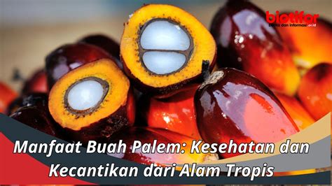 Manfaat Buah Palem: Kesehatan dan Kecantikan dari Alam Tropis - Biotifor