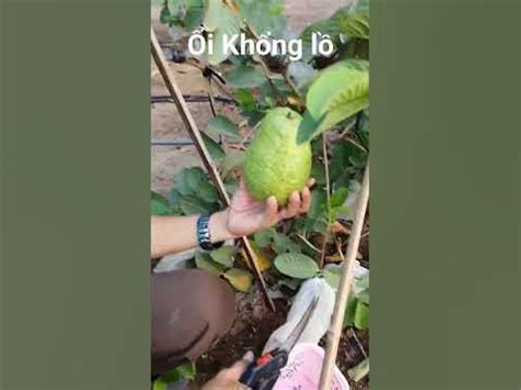 Ổi Khổng lồ #sacmaucuocsong #fruit #music #bonsai #bobbydeol #farming #cover #food - YouTube