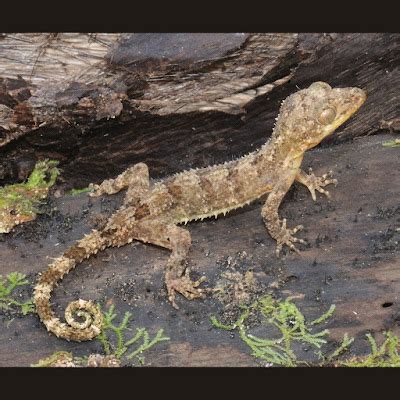 Species New to Science: [Herpetology • 2010] Cyrtodactylus durio • A New Spiny, Prehensile ...