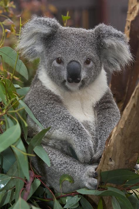 Koala Phascolarctos Cinereus Photograph by Zssd