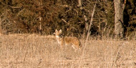 Coyote Hunting Tips & Tricks | DownWind Outdoors