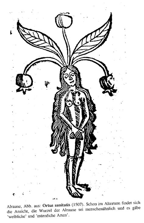 Mandragora female Hallucinogen, Sca, Folklore, Mythical, Mythology, Egyptian, Cleanse, Demon ...