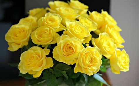 Yellow Roses Wallpapers | Wall'scover