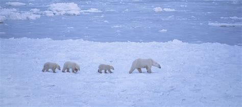 Churchill's Polar Bear Migration | Churchill polar bears, Polar bear, Polar bears international