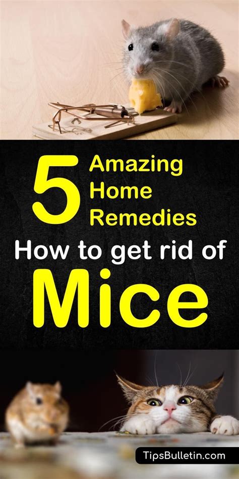 what attracts mice to your house - avtcrescendocomcristo