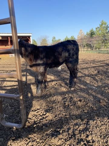 Black angus bull calf - Nex-Tech Classifieds