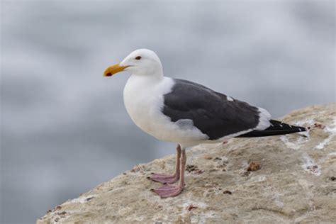 30 Types of Seagulls: A Fascinating Look at Their Diversity